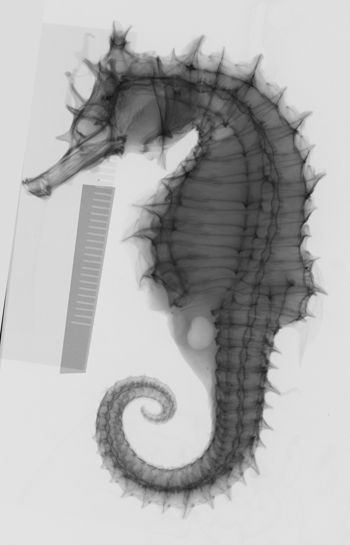 Media type: image;   Ichthyology 51530 Description: xray;  Aspect: lateral